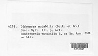Image of Dichomera mutabilis